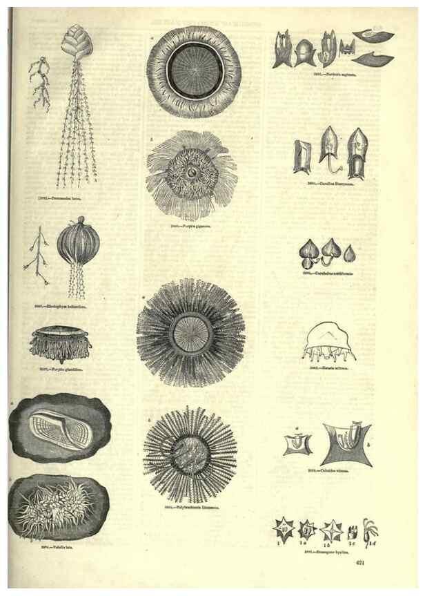 Reproducción/Reproduction 7740544716: The pictorial museum of animated nature .... London :C. Cox,[1844?]