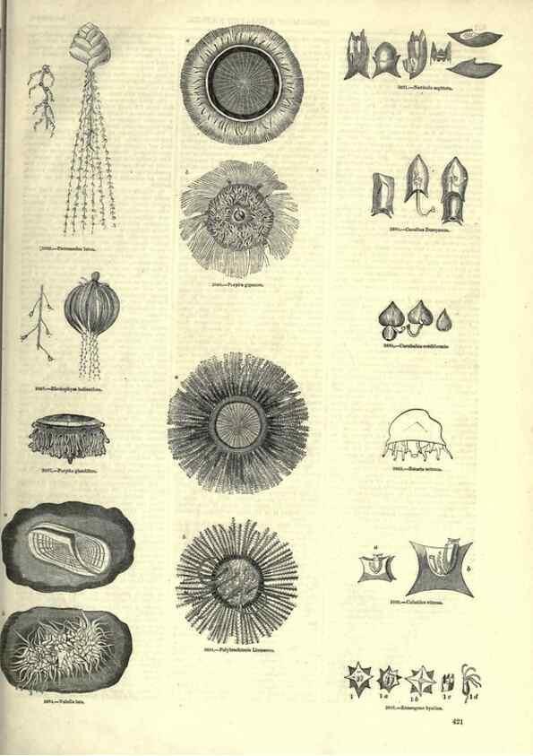Reproducción/Reproduction 7740544716: The pictorial museum of animated nature .... London :C. Cox,[1844?]
