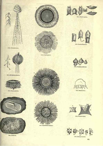 Reproducción/Reproduction 7740544716: The pictorial museum of animated nature .... London :C. Cox,[1844?]