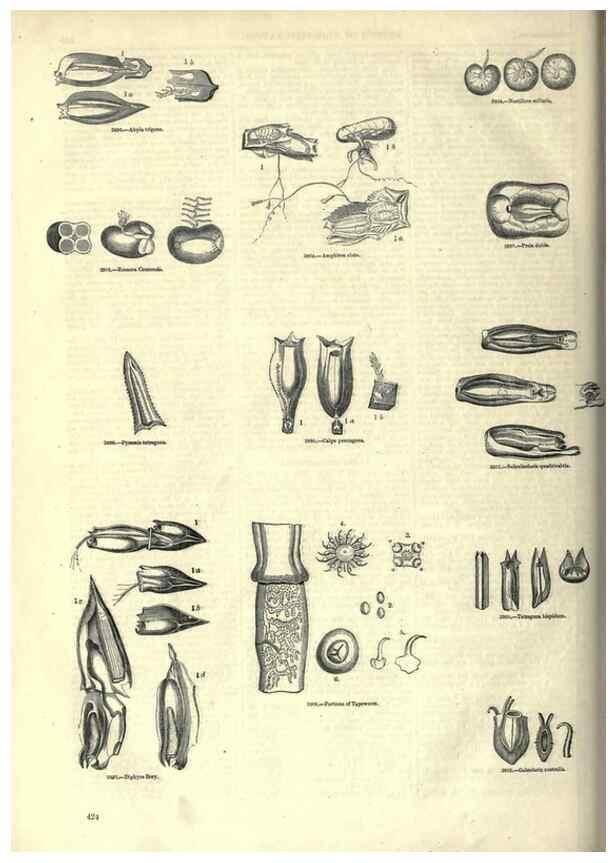 Reproducción/Reproduction 7740545786: The pictorial museum of animated nature .... London :C. Cox,[1844?]
