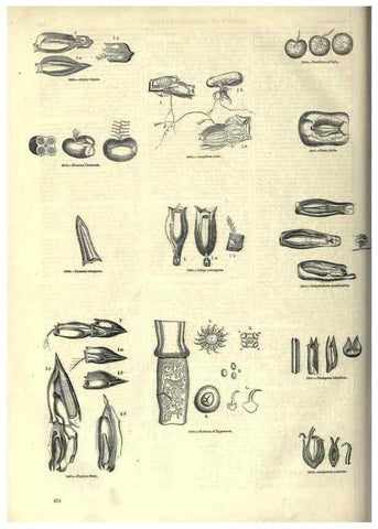 Reproducción/Reproduction 7740545786: The pictorial museum of animated nature .... London :C. Cox,[1844?]