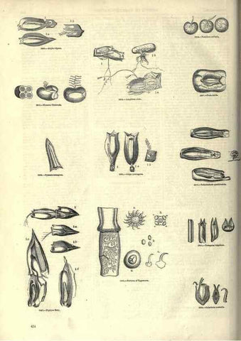 Reproducción/Reproduction 7740545786: The pictorial museum of animated nature .... London :C. Cox,[1844?]