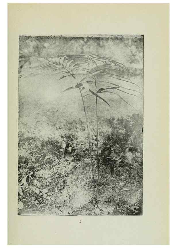 Reproducción/Reproduction 7747244652: Archivos do Jardim Botânico do Rio de Janeiro.. Rio de Janeiro :Jardim Botanico,1915-