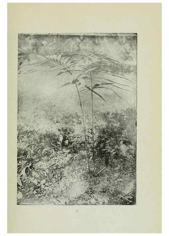 Reproducción/Reproduction 7747244652: Archivos do Jardim Botânico do Rio de Janeiro.. Rio de Janeiro :Jardim Botanico,1915-