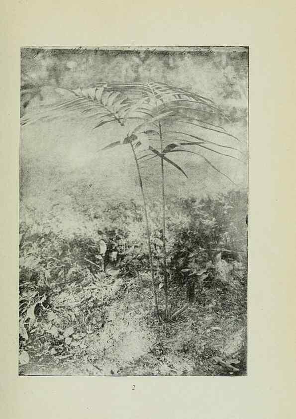 Reproducción/Reproduction 7747244652: Archivos do Jardim Botânico do Rio de Janeiro.. Rio de Janeiro :Jardim Botanico,1915-