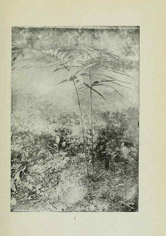 Reproducción/Reproduction 7747244652: Archivos do Jardim Botânico do Rio de Janeiro.. Rio de Janeiro :Jardim Botanico,1915-