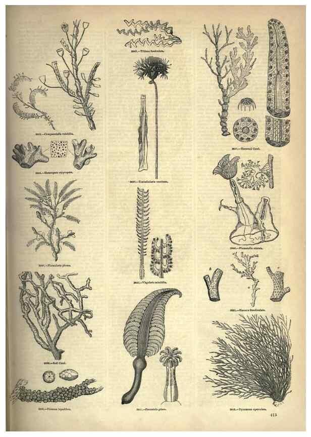 Reproducción/Reproduction 7740539230: The pictorial museum of animated nature .... London :C. Cox,[1844?]