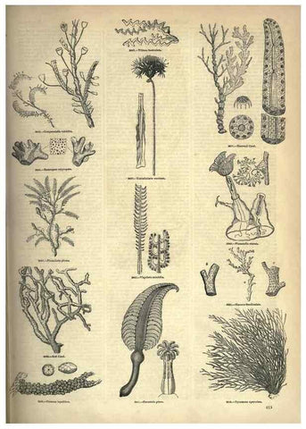 Reproducción/Reproduction 7740539230: The pictorial museum of animated nature .... London :C. Cox,[1844?]