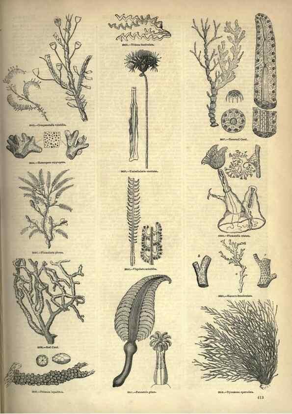Reproducción/Reproduction 7740539230: The pictorial museum of animated nature .... London :C. Cox,[1844?]