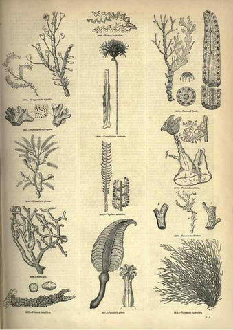 Reproducción/Reproduction 7740539230: The pictorial museum of animated nature .... London :C. Cox,[1844?]