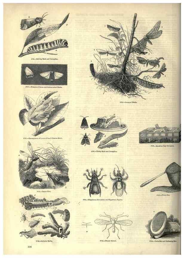 Reproducción/Reproduction 7740174902: The pictorial museum of animated nature .... London :C. Cox,[1844?]