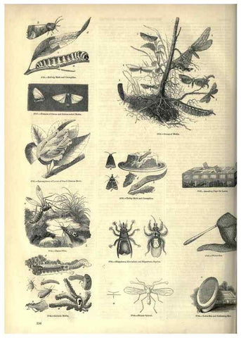 Reproducción/Reproduction 7740174902: The pictorial museum of animated nature .... London :C. Cox,[1844?]