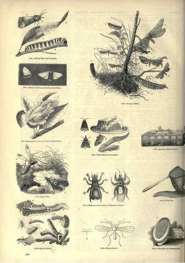 Reproducción/Reproduction 7740174902: The pictorial museum of animated nature .... London :C. Cox,[1844?]