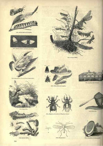 Reproducción/Reproduction 7740174902: The pictorial museum of animated nature .... London :C. Cox,[1844?]