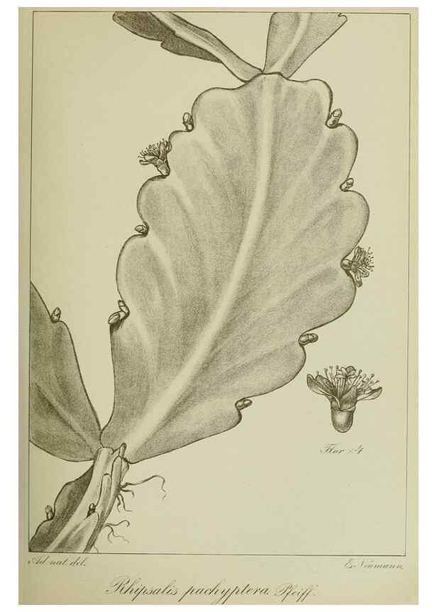 Reproducción/Reproduction 7747272316: Archivos do Jardim Botânico do Rio de Janeiro.. Rio de Janeiro :Jardim Botanico,1915-