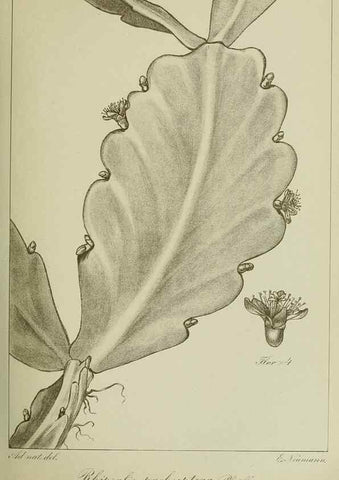 Reproducción/Reproduction 7747272316: Archivos do Jardim Botânico do Rio de Janeiro.. Rio de Janeiro :Jardim Botanico,1915-