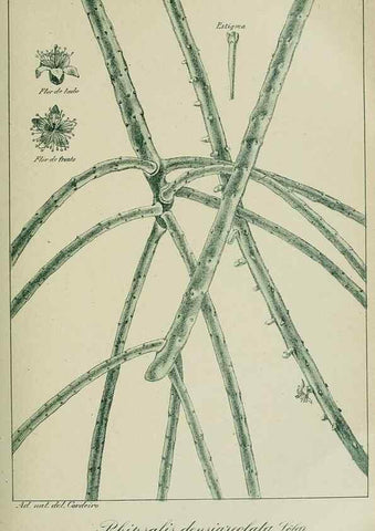 Reproducción/Reproduction 7747296704: Archivos do Jardim Botânico do Rio de Janeiro.. Rio de Janeiro :Jardim Botanico,1915-