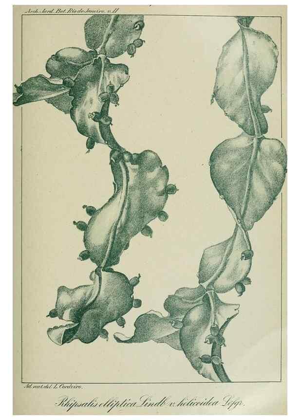 Reproducción/Reproduction 7747300434: Archivos do Jardim Botânico do Rio de Janeiro.. Rio de Janeiro :Jardim Botanico,1915-