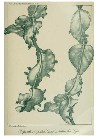 Reproducción/Reproduction 7747300434: Archivos do Jardim Botânico do Rio de Janeiro.. Rio de Janeiro :Jardim Botanico,1915-