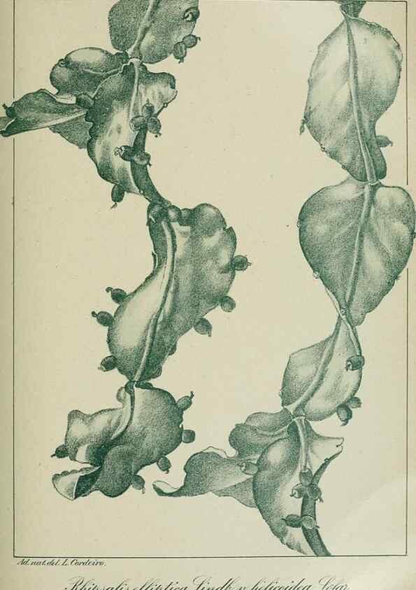 Reproducción/Reproduction 7747300434: Archivos do Jardim Botânico do Rio de Janeiro.. Rio de Janeiro :Jardim Botanico,1915-