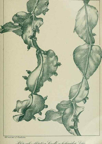 Reproducción/Reproduction 7747300434: Archivos do Jardim Botânico do Rio de Janeiro.. Rio de Janeiro :Jardim Botanico,1915-