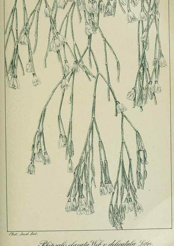 Reproducción/Reproduction 7747301462: Archivos do Jardim Botânico do Rio de Janeiro.. Rio de Janeiro :Jardim Botanico,1915-