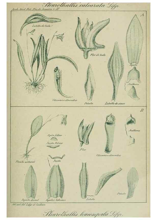 Reproducción/Reproduction 7747302336: Archivos do Jardim Botânico do Rio de Janeiro.. Rio de Janeiro :Jardim Botanico,1915-