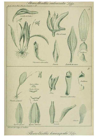 Reproducción/Reproduction 7747302336: Archivos do Jardim Botânico do Rio de Janeiro.. Rio de Janeiro :Jardim Botanico,1915-