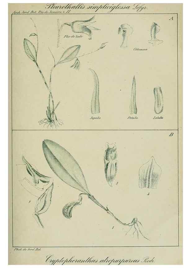 Reproducción/Reproduction 7747303132: Archivos do Jardim Botânico do Rio de Janeiro.. Rio de Janeiro :Jardim Botanico,1915-