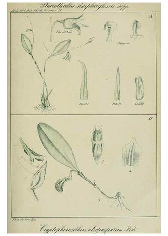 Reproducción/Reproduction 7747303132: Archivos do Jardim Botânico do Rio de Janeiro.. Rio de Janeiro :Jardim Botanico,1915-