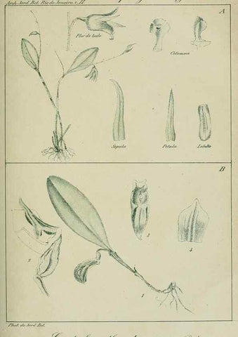 Reproducción/Reproduction 7747303132: Archivos do Jardim Botânico do Rio de Janeiro.. Rio de Janeiro :Jardim Botanico,1915-
