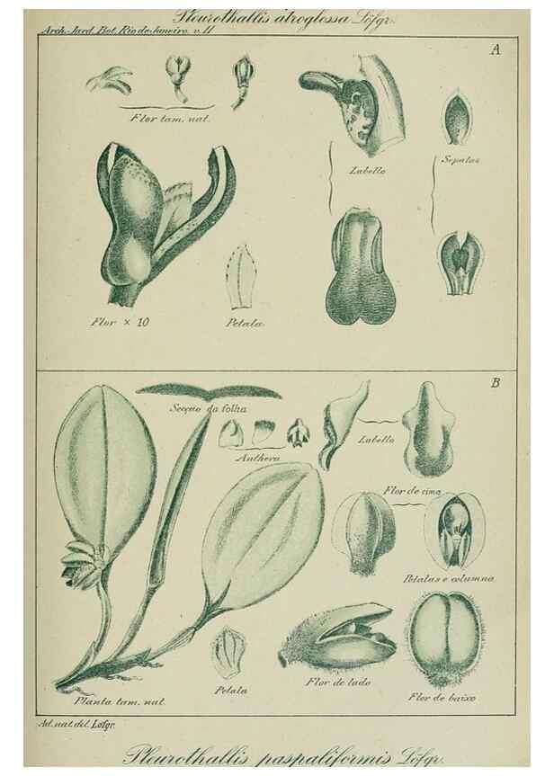 Reproducción/Reproduction 7747303884: Archivos do Jardim Botânico do Rio de Janeiro.. Rio de Janeiro :Jardim Botanico,1915-