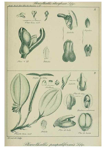 Reproducción/Reproduction 7747303884: Archivos do Jardim Botânico do Rio de Janeiro.. Rio de Janeiro :Jardim Botanico,1915-