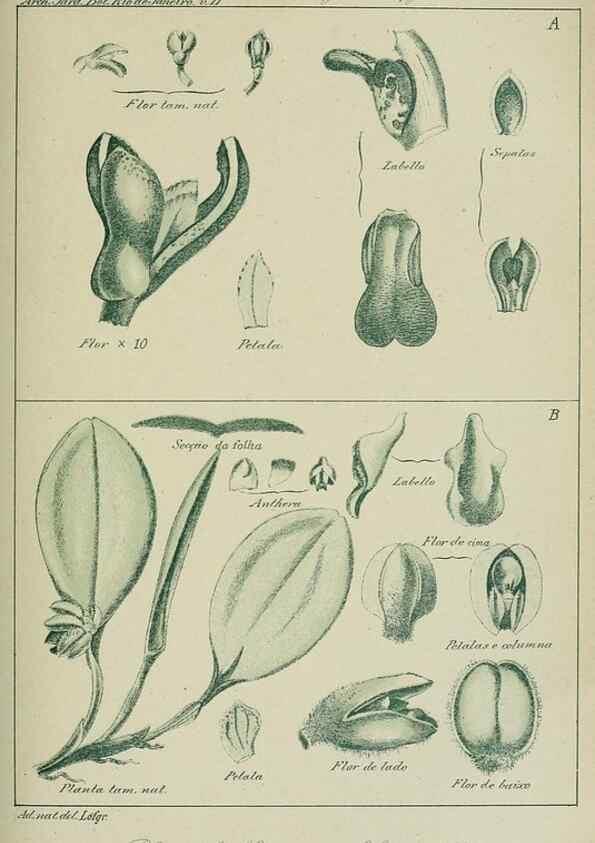 Reproducción/Reproduction 7747303884: Archivos do Jardim Botânico do Rio de Janeiro.. Rio de Janeiro :Jardim Botanico,1915-