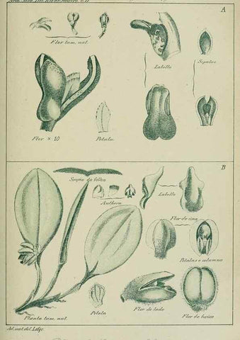 Reproducción/Reproduction 7747303884: Archivos do Jardim Botânico do Rio de Janeiro.. Rio de Janeiro :Jardim Botanico,1915-