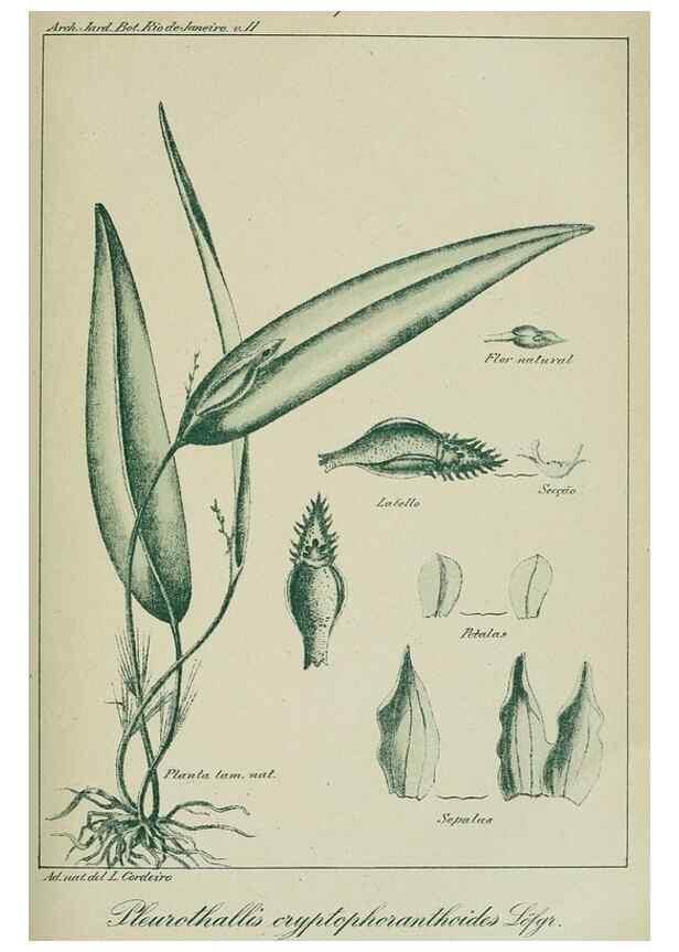 Reproducción/Reproduction 7747304774: Archivos do Jardim Botânico do Rio de Janeiro.. Rio de Janeiro :Jardim Botanico,1915-