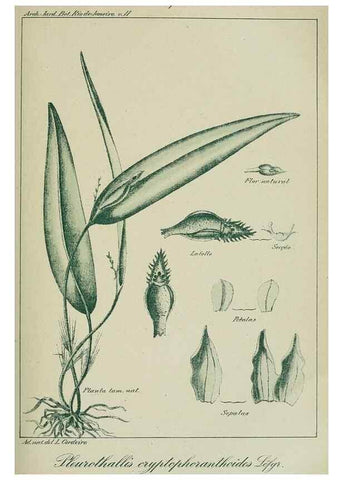 Reproducción/Reproduction 7747304774: Archivos do Jardim Botânico do Rio de Janeiro.. Rio de Janeiro :Jardim Botanico,1915-