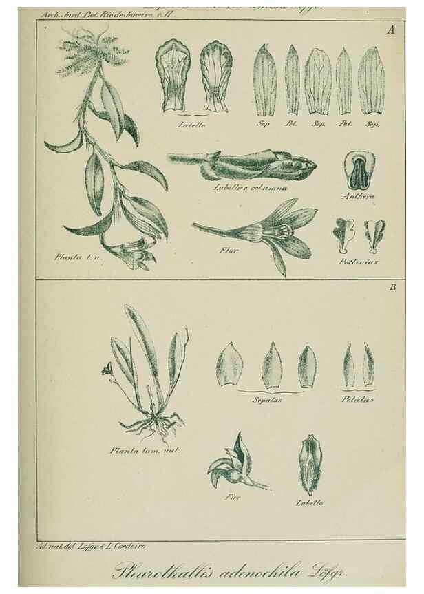 Reproducción/Reproduction 7747305694: Archivos do Jardim Botânico do Rio de Janeiro.. Rio de Janeiro :Jardim Botanico,1915-