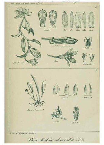 Reproducción/Reproduction 7747305694: Archivos do Jardim Botânico do Rio de Janeiro.. Rio de Janeiro :Jardim Botanico,1915-