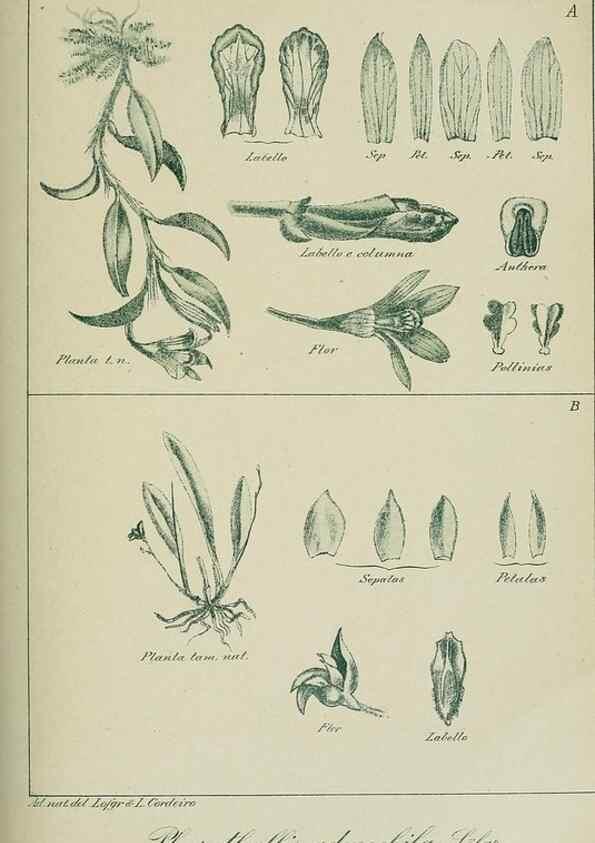 Reproducción/Reproduction 7747305694: Archivos do Jardim Botânico do Rio de Janeiro.. Rio de Janeiro :Jardim Botanico,1915-