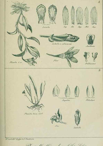 Reproducción/Reproduction 7747305694: Archivos do Jardim Botânico do Rio de Janeiro.. Rio de Janeiro :Jardim Botanico,1915-