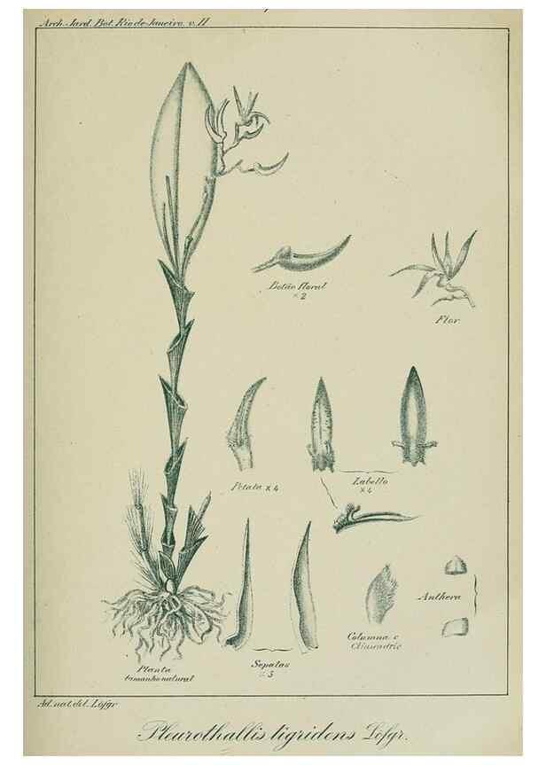 Reproducción/Reproduction 7747306536: Archivos do Jardim Botânico do Rio de Janeiro.. Rio de Janeiro :Jardim Botanico,1915-