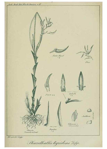 Reproducción/Reproduction 7747306536: Archivos do Jardim Botânico do Rio de Janeiro.. Rio de Janeiro :Jardim Botanico,1915-