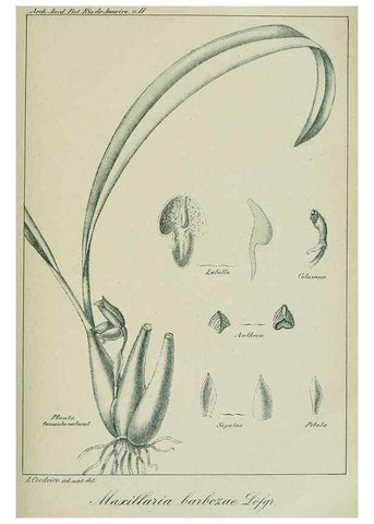 Reproducción/Reproduction 7747308328: Archivos do Jardim Botânico do Rio de Janeiro.. Rio de Janeiro :Jardim Botanico,1915-
