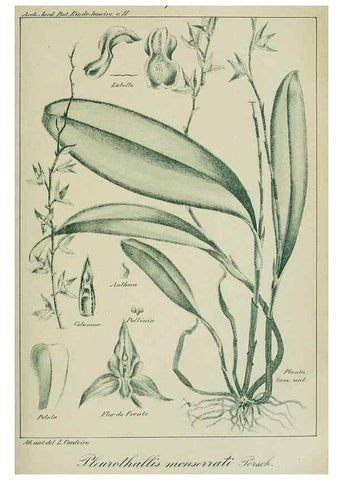 Reproducción/Reproduction 7747309222: Archivos do Jardim Botânico do Rio de Janeiro.. Rio de Janeiro :Jardim Botanico,1915-