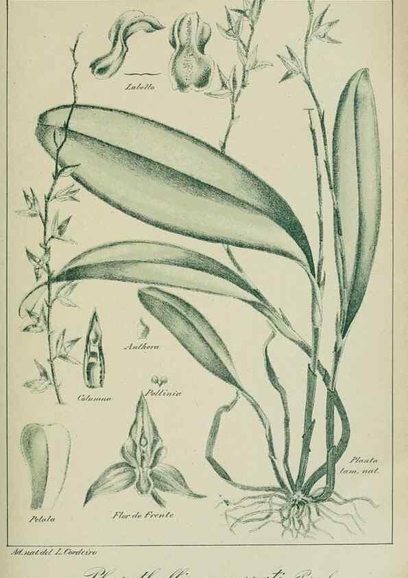 Reproducción/Reproduction 7747309222: Archivos do Jardim Botânico do Rio de Janeiro.. Rio de Janeiro :Jardim Botanico,1915-