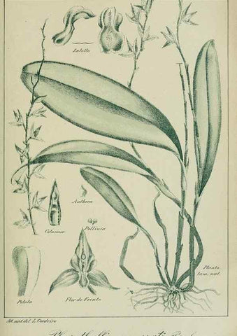 Reproducción/Reproduction 7747309222: Archivos do Jardim Botânico do Rio de Janeiro.. Rio de Janeiro :Jardim Botanico,1915-