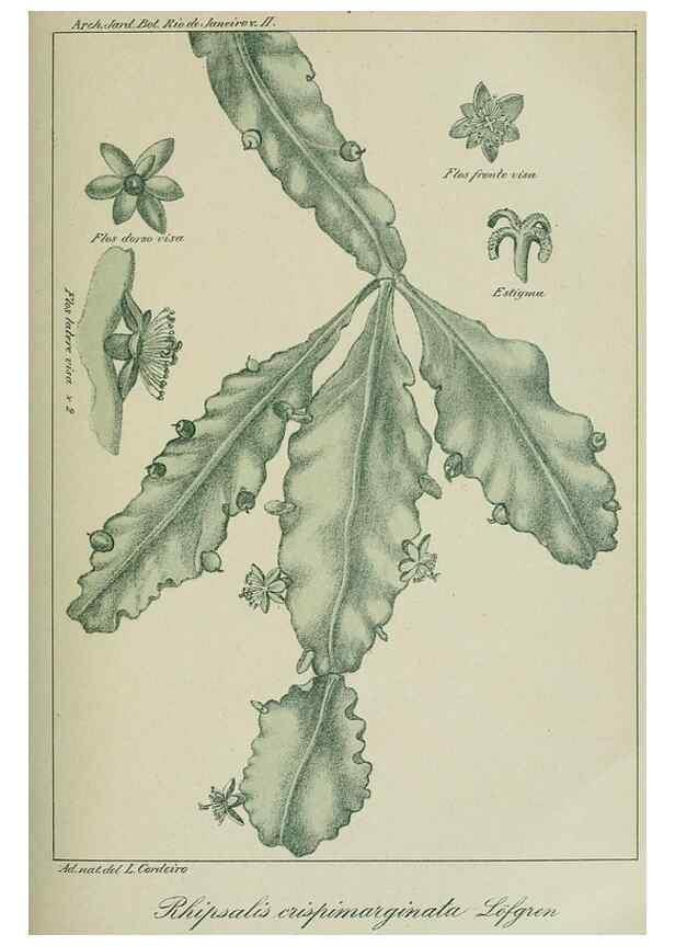 Reproducción/Reproduction 7747294784: Archivos do Jardim Botânico do Rio de Janeiro.. Rio de Janeiro :Jardim Botanico,1915-