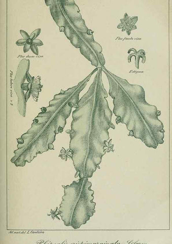 Reproducción/Reproduction 7747294784: Archivos do Jardim Botânico do Rio de Janeiro.. Rio de Janeiro :Jardim Botanico,1915-