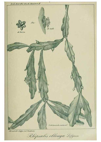 Reproducción/Reproduction 7747293488: Archivos do Jardim Botânico do Rio de Janeiro.. Rio de Janeiro :Jardim Botanico,1915-